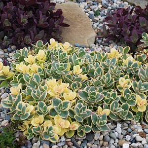 Sedum Lime Twister